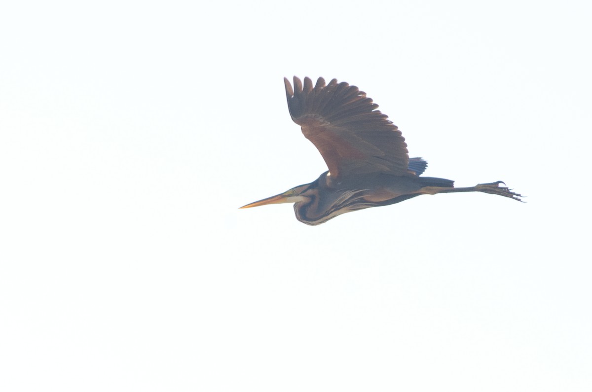 Purple Heron - ML244745101