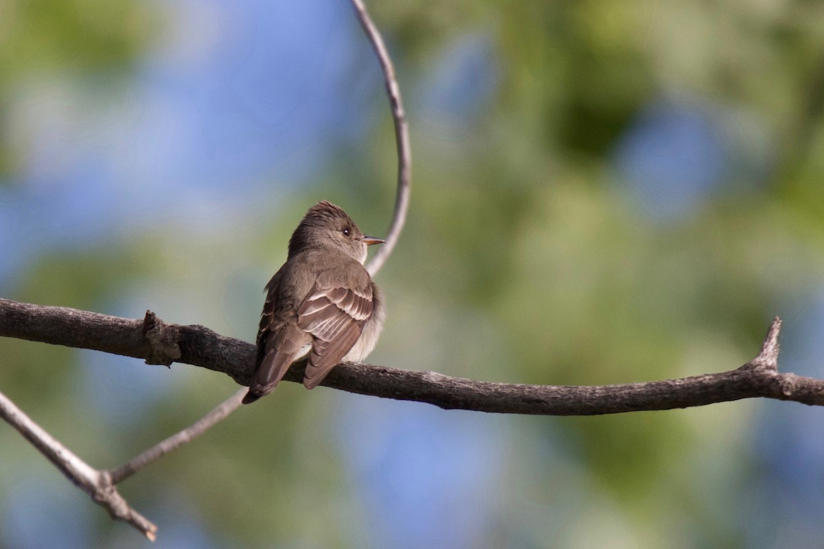 Western Wood-Pewee - Scott Evanson