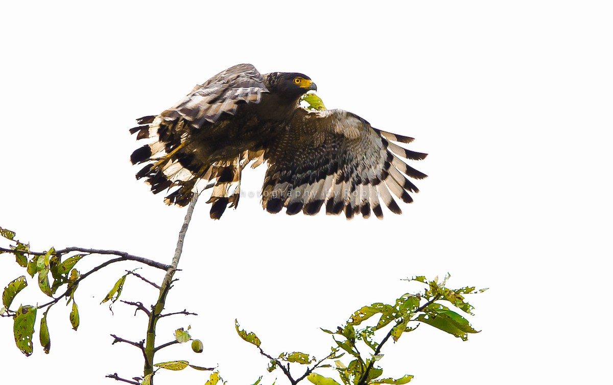 Crested Serpent-Eagle - ML244745921