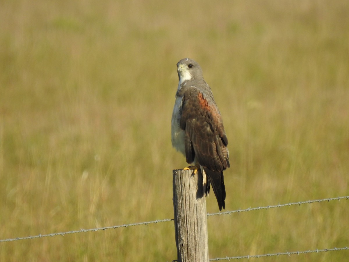 Weißschwanzbussard - ML244746261