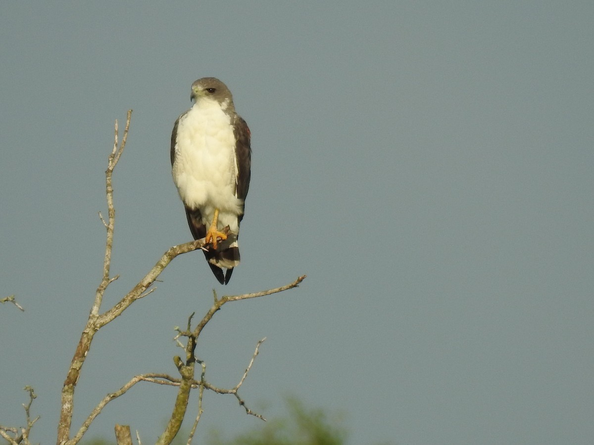 Weißschwanzbussard - ML244746281