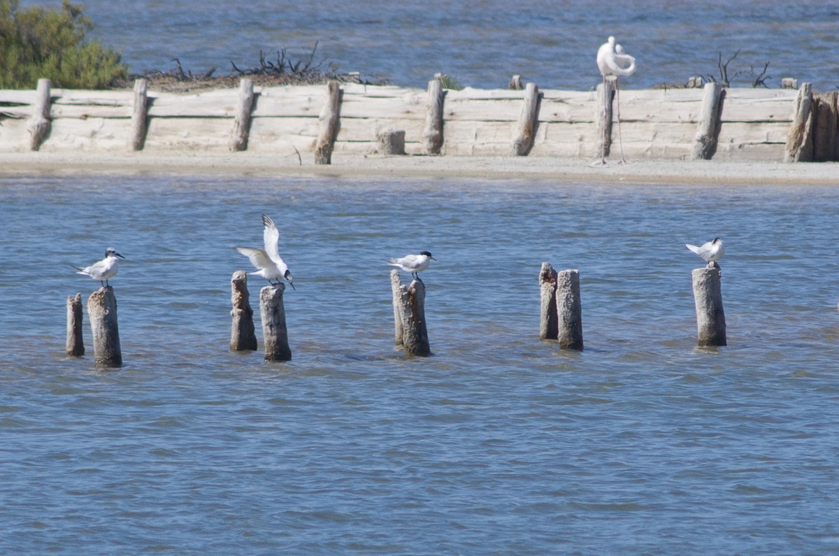 Sandwich Tern - ML244746401