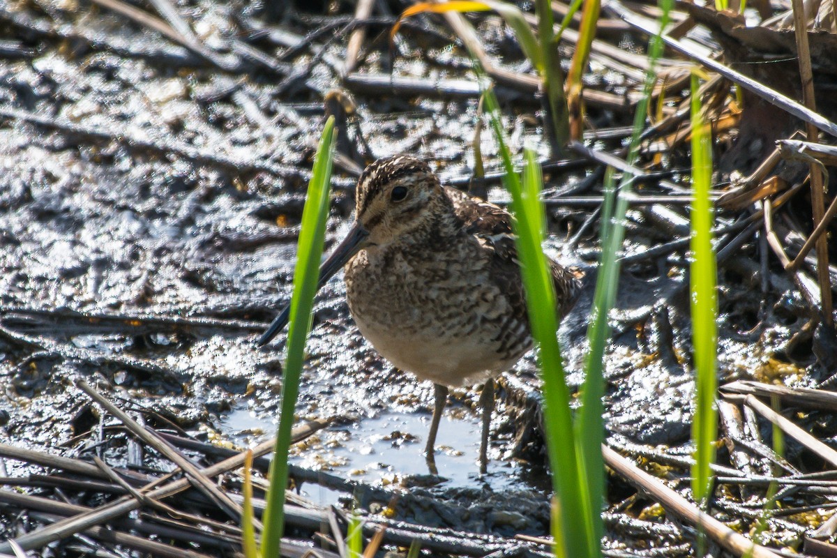 Wilson's Snipe - ML244748841