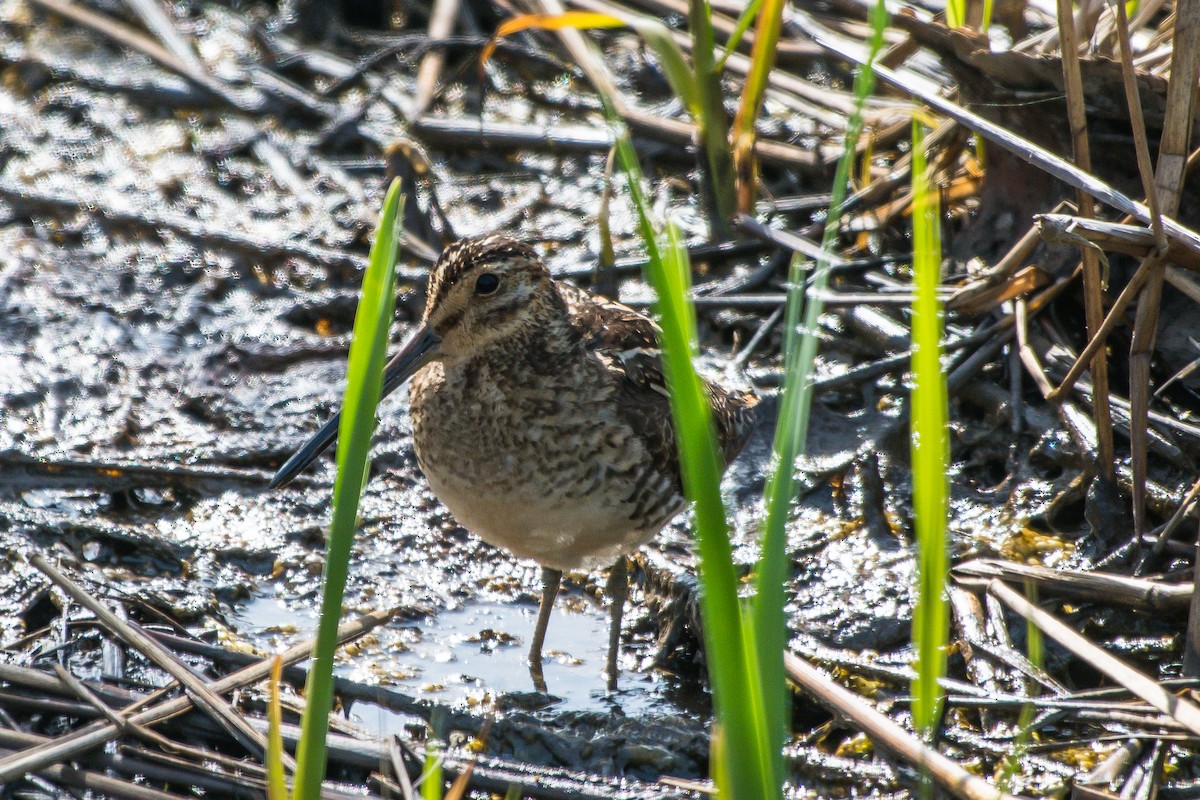 Wilson's Snipe - ML244748871