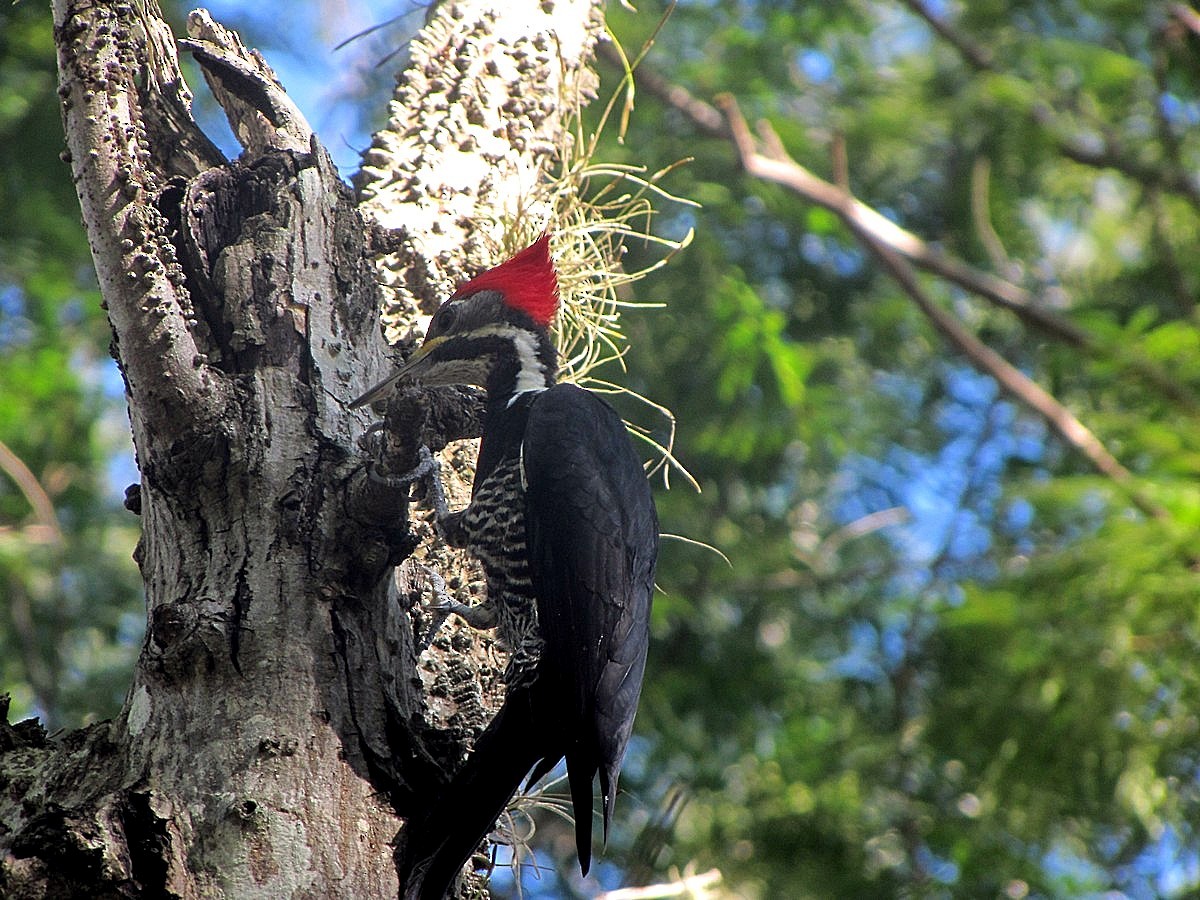 Lineated Woodpecker - ML244749571