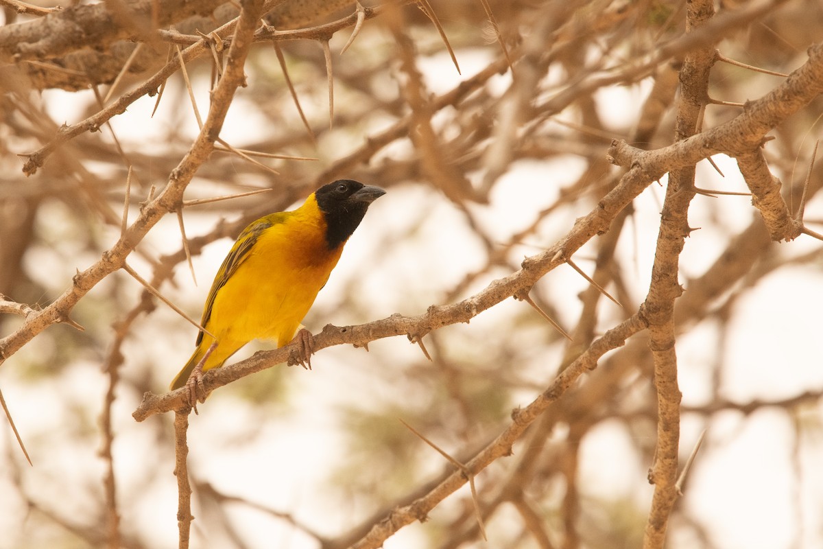 Black-headed Weaver - ML244749631