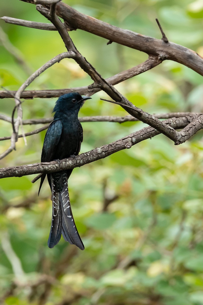Fork-tailed Drongo-Cuckoo - ML244750041