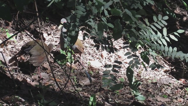 Slaty-breasted Wood-Rail - ML244750371