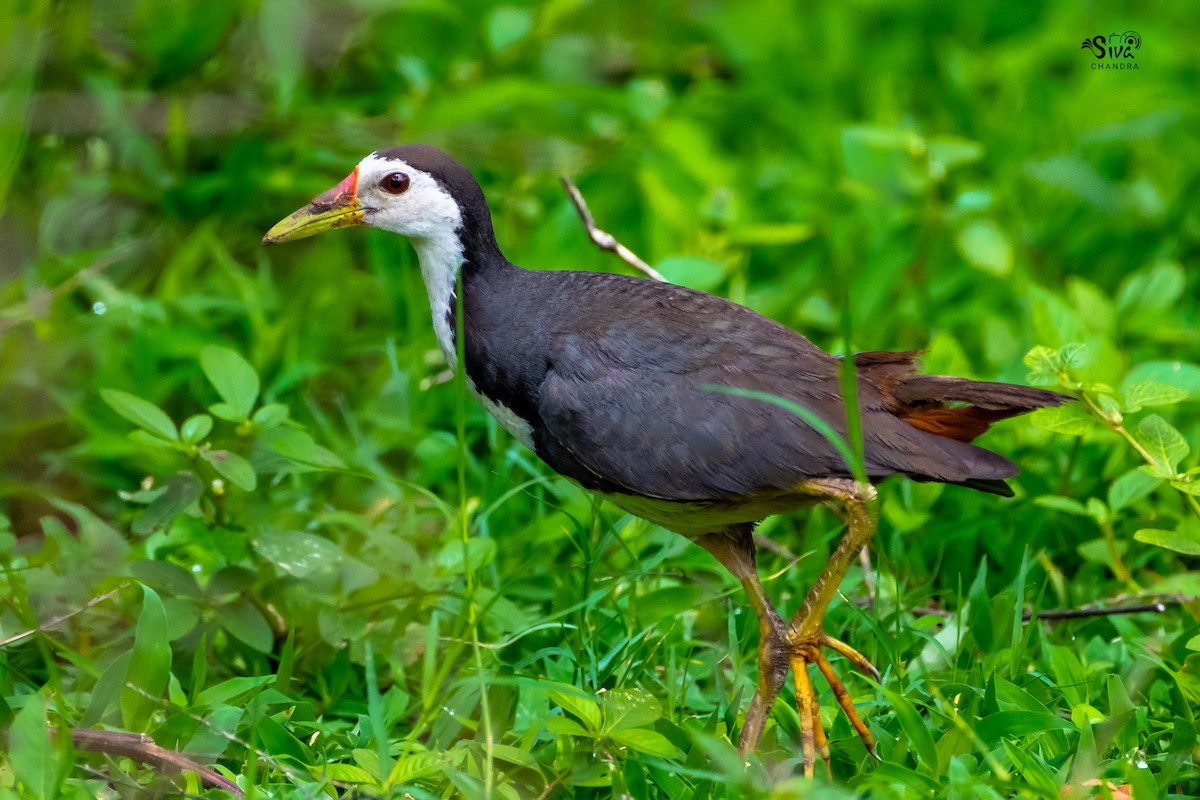 White-breasted Waterhen - Siva Chandra  AV