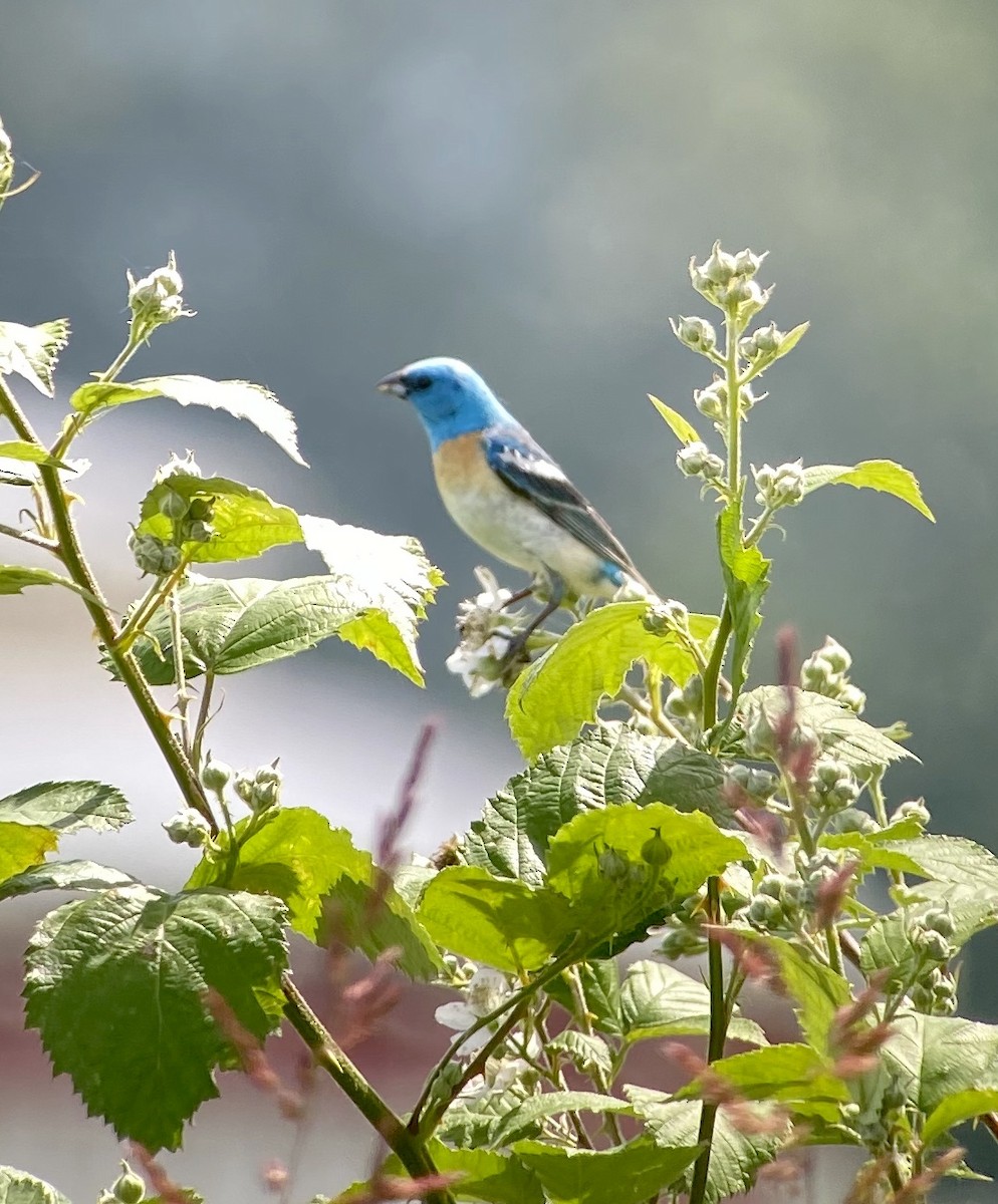 Lazuli Bunting - ML244753641