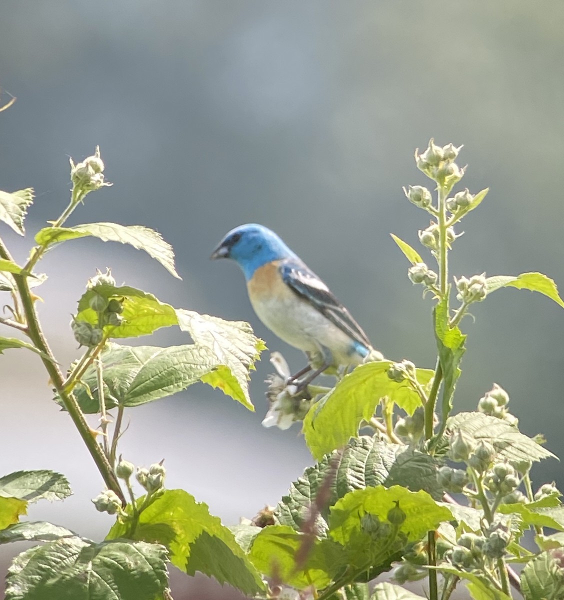 Lazuli Bunting - ML244753651