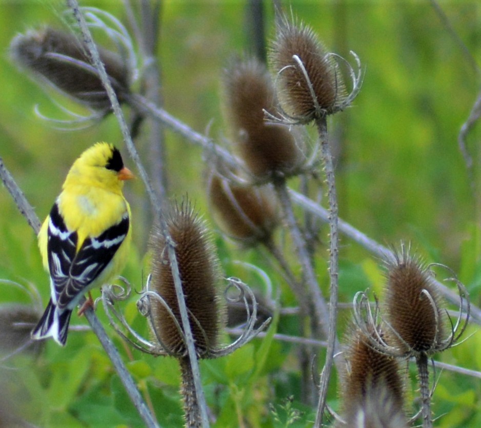 American Goldfinch - ML244753921