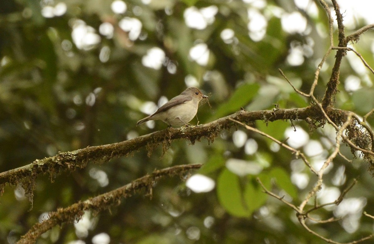 Ultramarine Flycatcher - ML244753941