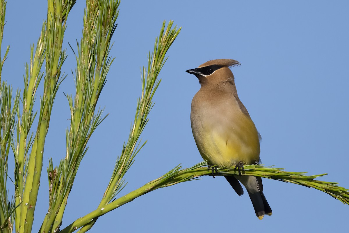 Cedar Waxwing - ML244754181