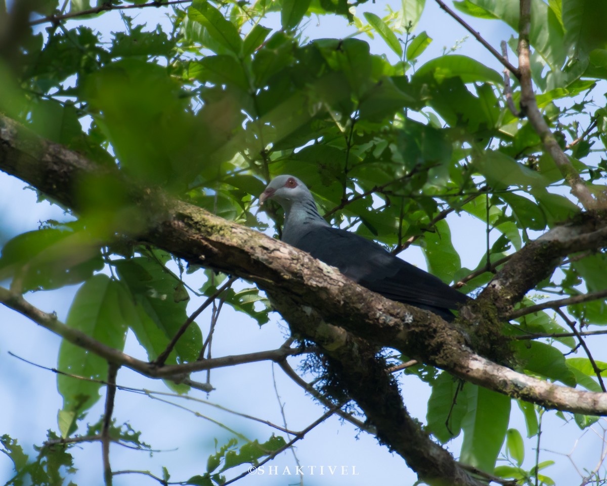 Andaman Wood-Pigeon - ML244755371