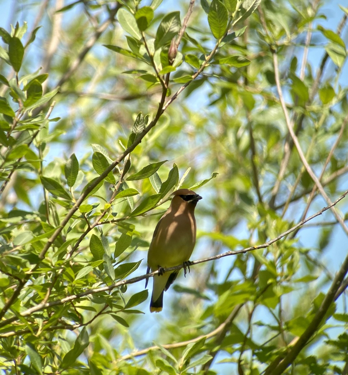 Cedar Waxwing - ML244756871