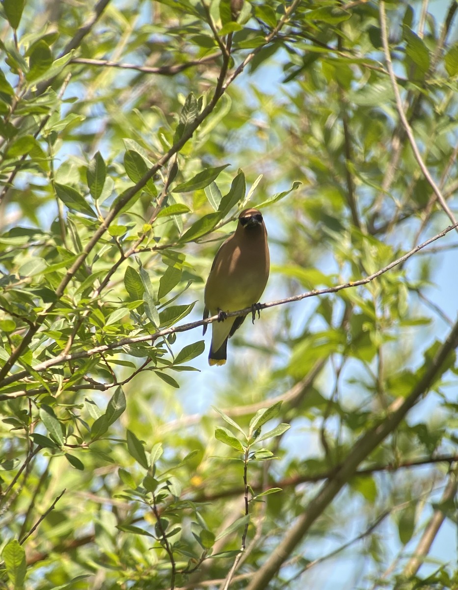 Cedar Waxwing - ML244756911