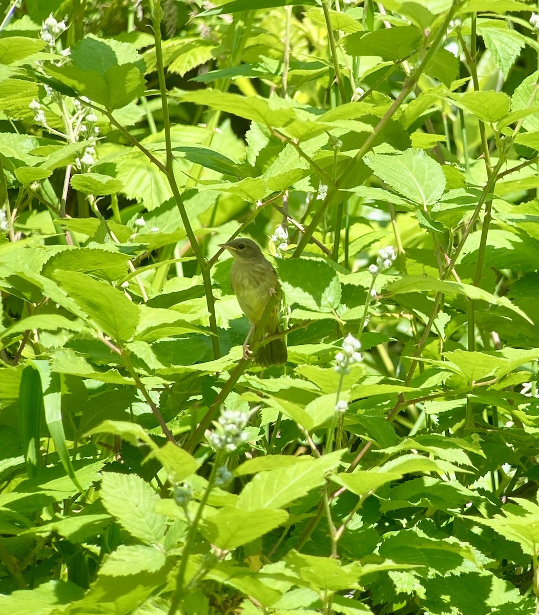 Common Yellowthroat - ML244756971