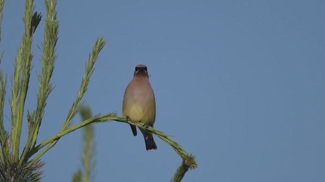 Cedar Waxwing - ML244757171