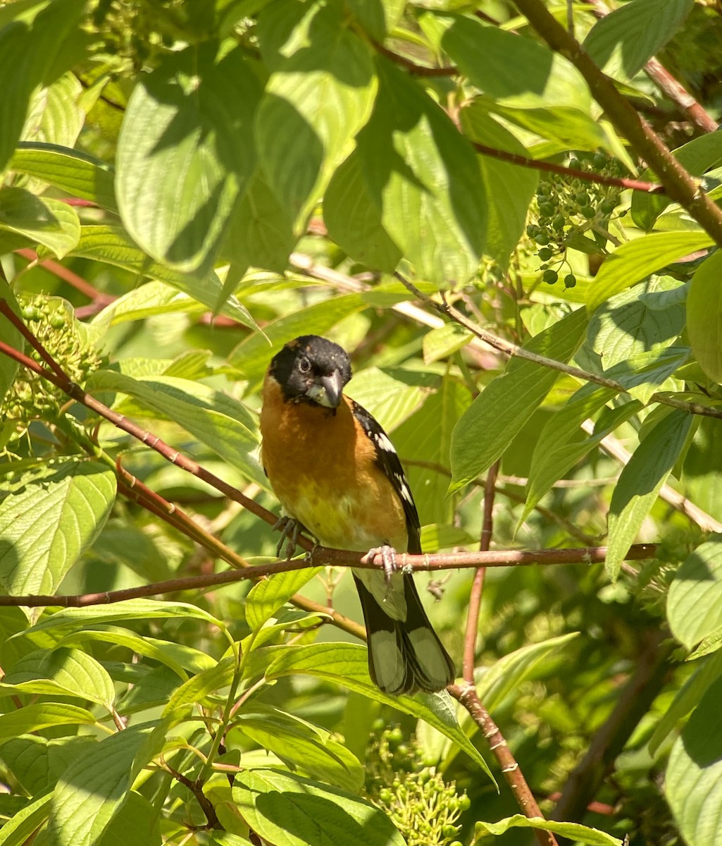 Black-headed Grosbeak - ML244757261