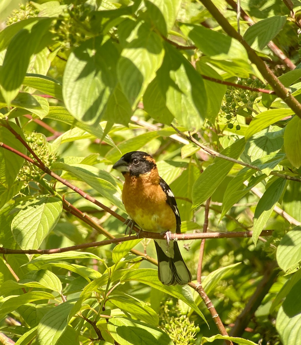 Black-headed Grosbeak - ML244757281