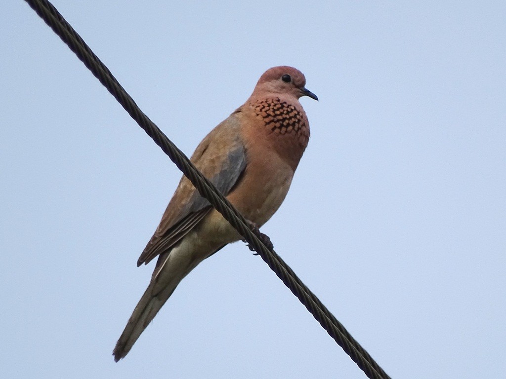 Laughing Dove - ML24475741