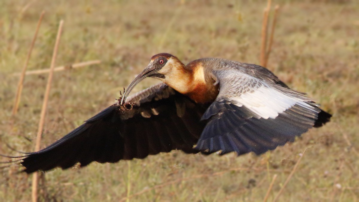Buff-necked Ibis - Paulo Lahr