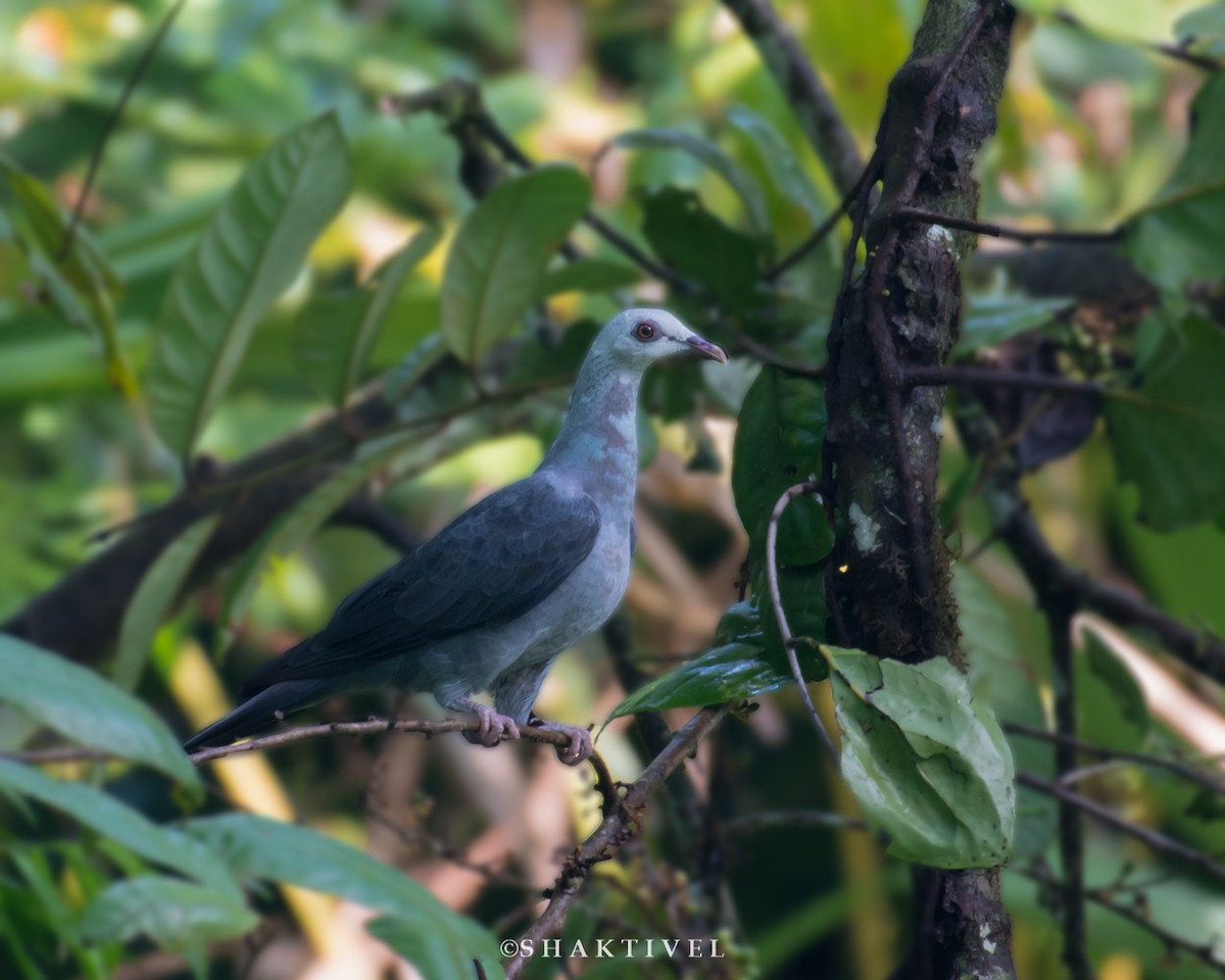 Andaman Wood-Pigeon - Shakti - Tribesmen.in