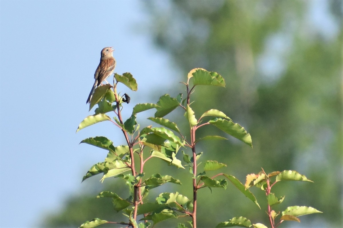 Field Sparrow - ML244760071