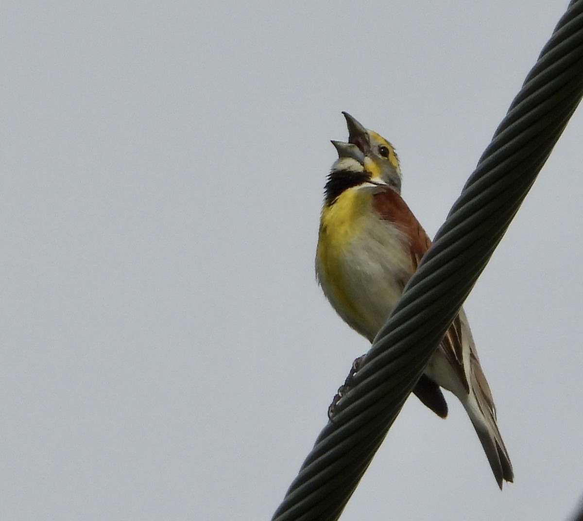 Dickcissel - ML244760521