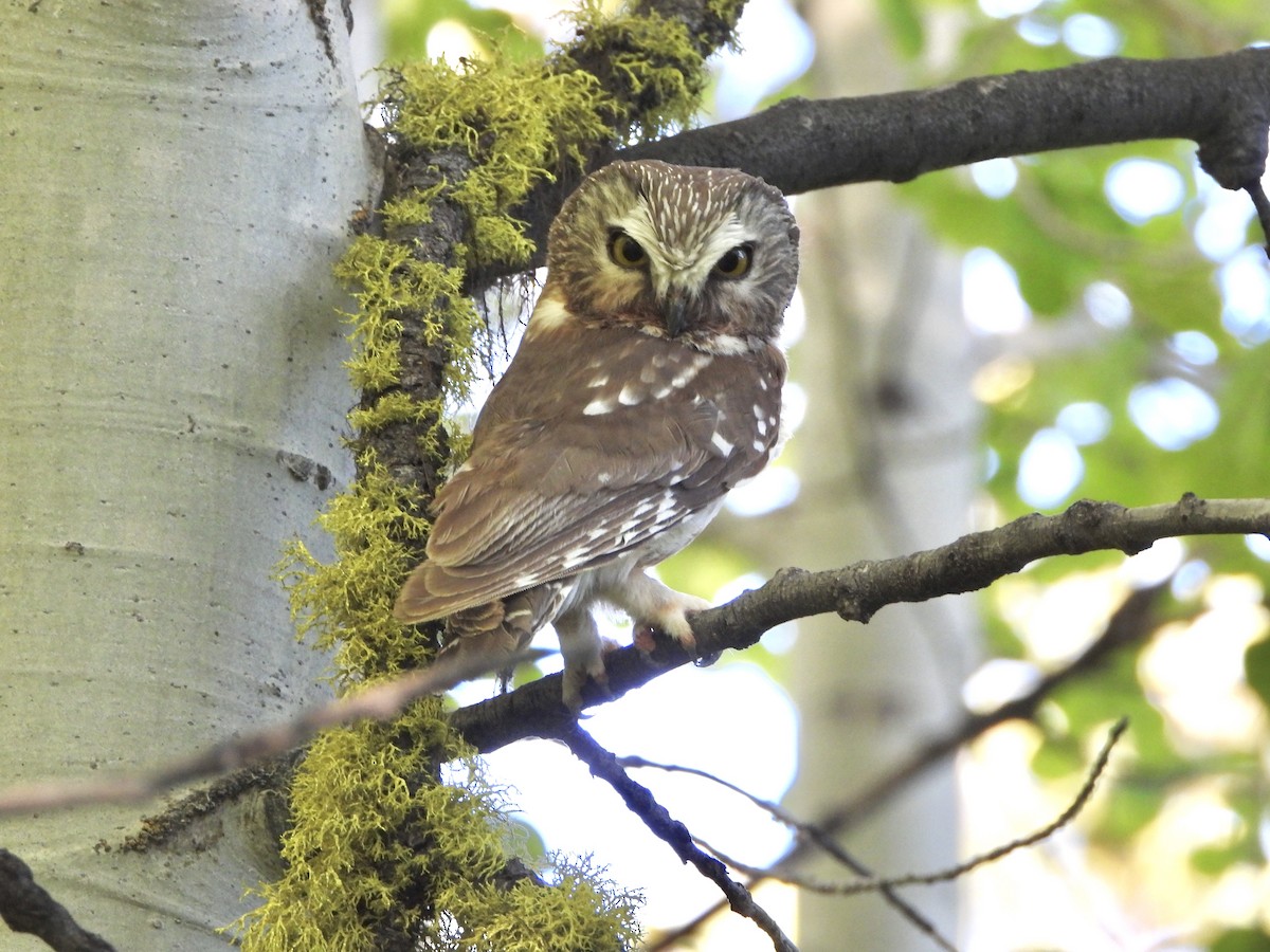 Northern Saw-whet Owl - ML244762731