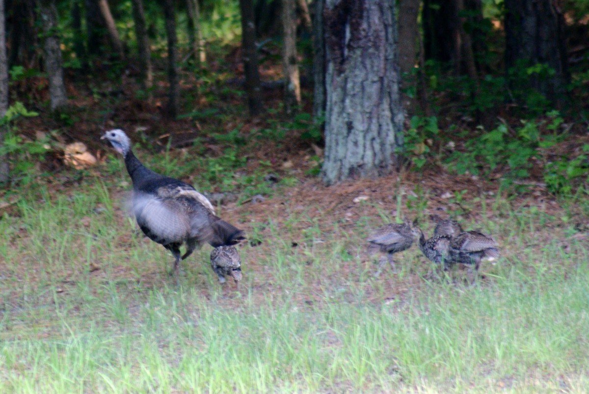 Wild Turkey - ML24476431