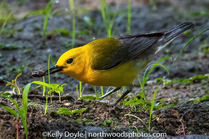 Prothonotary Warbler - ML244764781