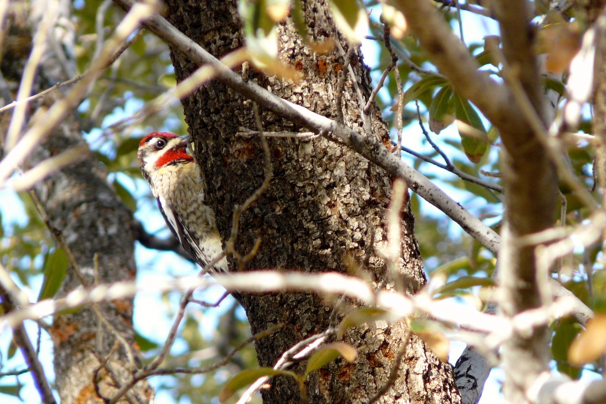 Red-naped Sapsucker - ML244765021