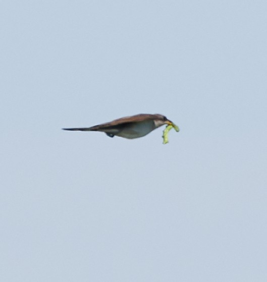 Yellow-billed Cuckoo - ML244766761