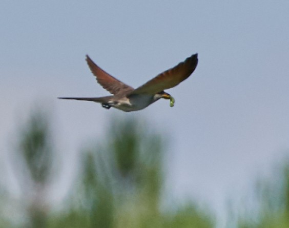 Yellow-billed Cuckoo - ML244766771