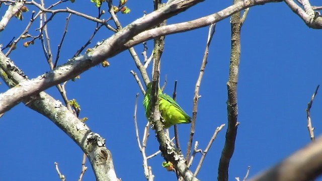 Blauflügel-Sperlingspapagei - ML244766791