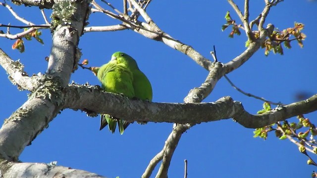 Cobalt-rumped Parrotlet - ML244766951