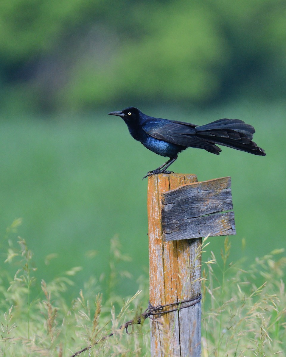 Great-tailed Grackle - ML244767821