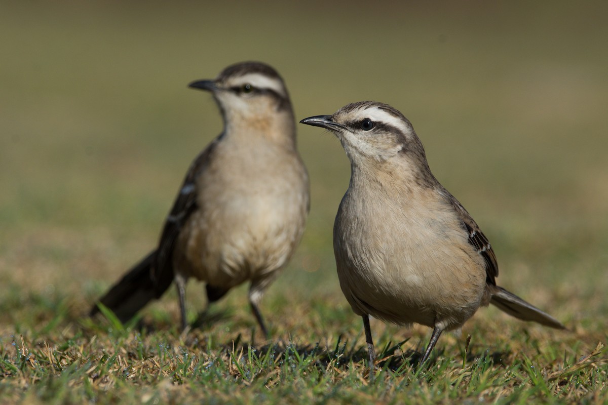 Chalk-browed Mockingbird - ML244768881