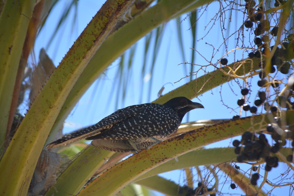 Pacific Koel - ML24477001