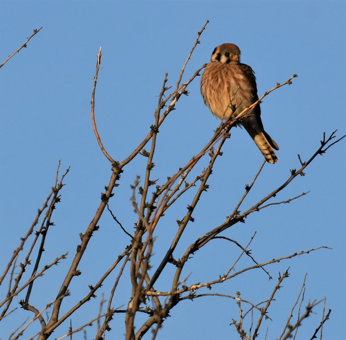 American Kestrel - ML244771631