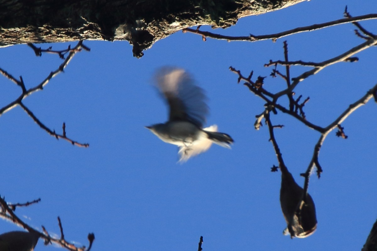 Inambari Gnatcatcher - Fabio Olmos