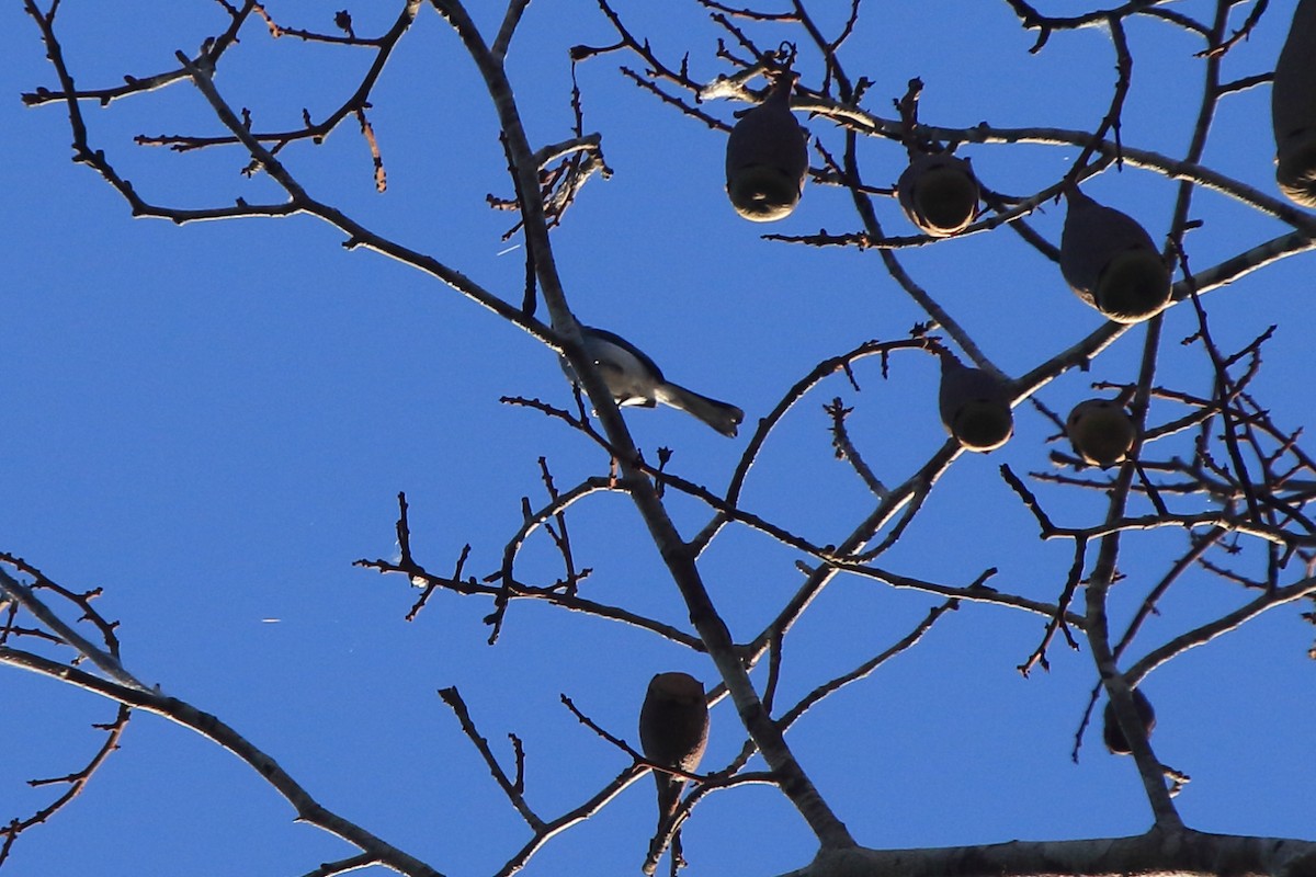 Inambari Gnatcatcher - ML244771671