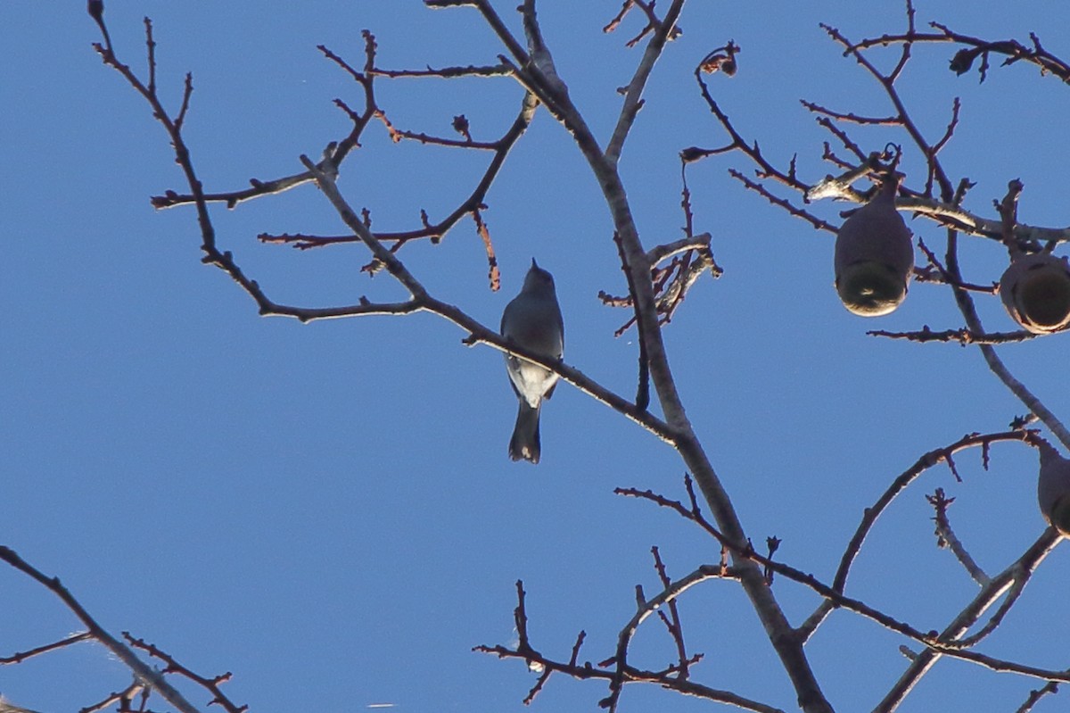 Inambari Gnatcatcher - Fabio Olmos