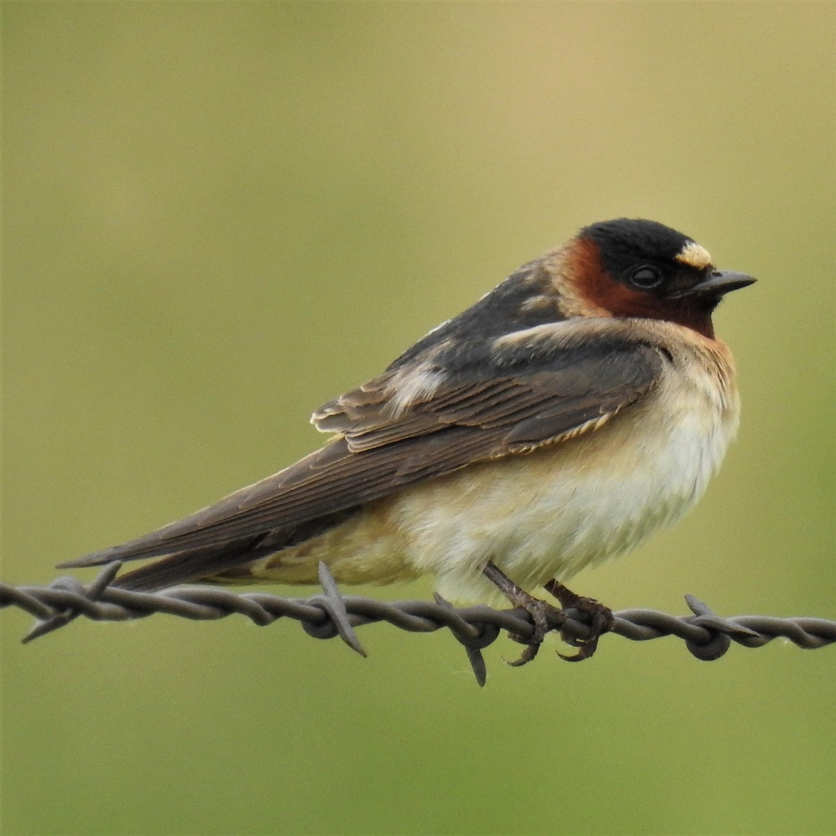 Cliff Swallow - ML244772311