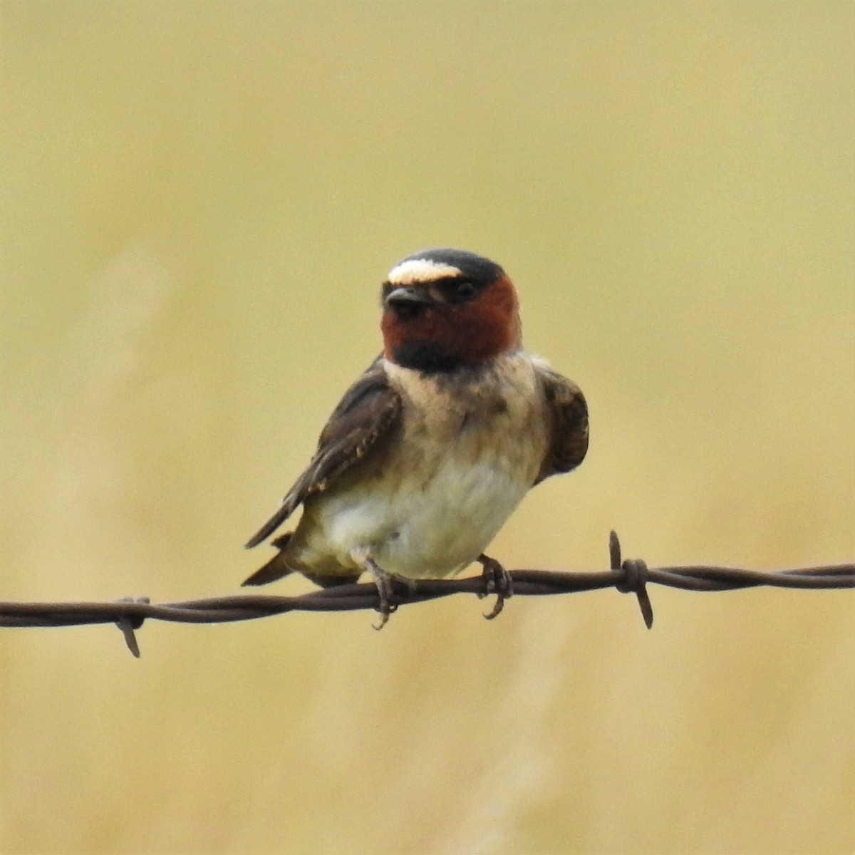 Cliff Swallow - ML244772321