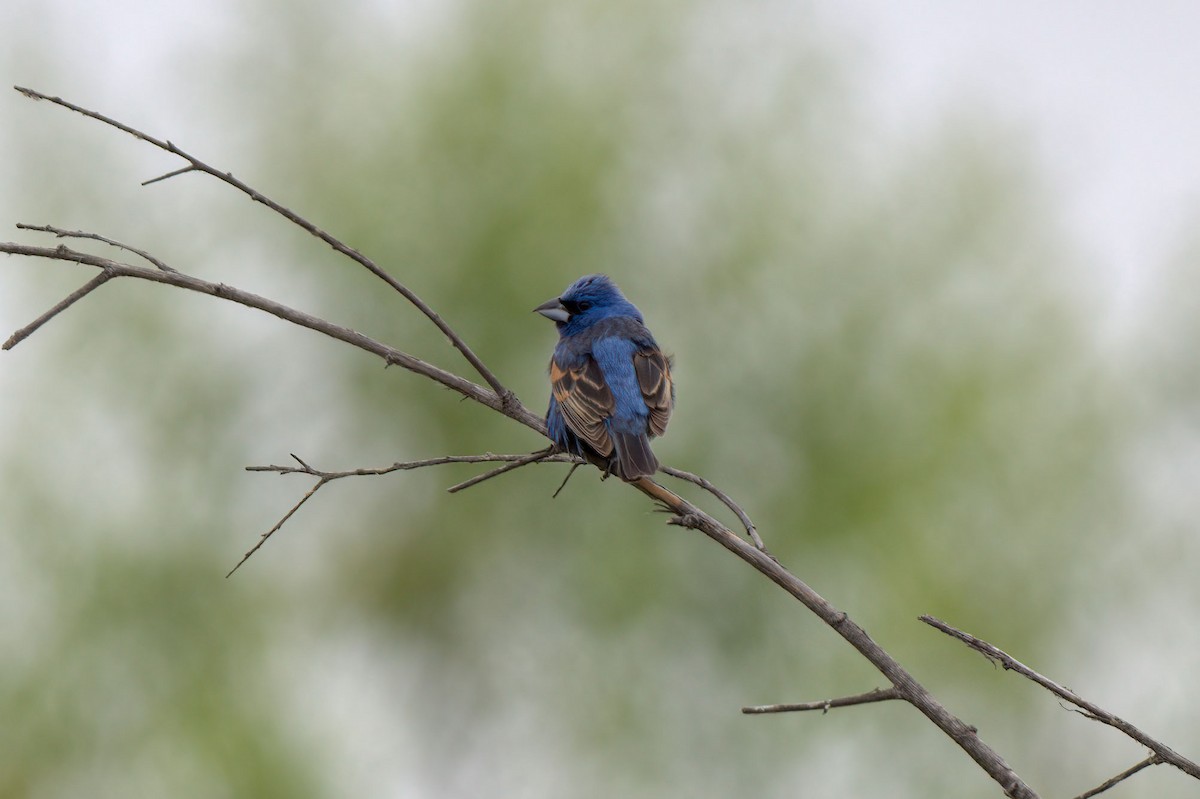 Blue Grosbeak - ML244773011