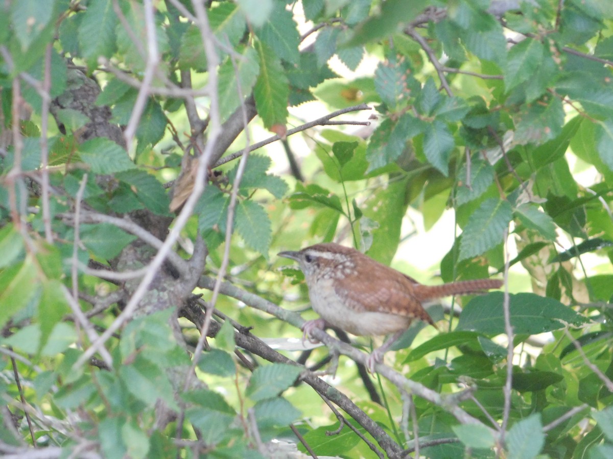 Carolina Wren - ML244774351