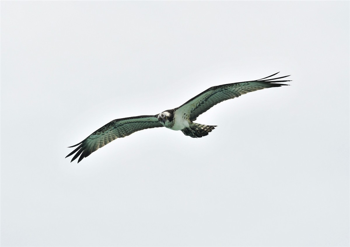 Osprey - ML244774431